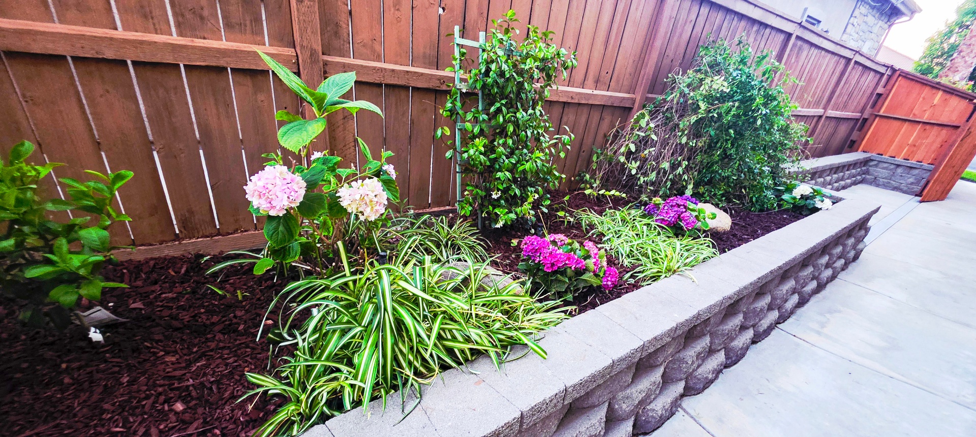 Side yard raised planter with hydrangeas, jasmine trellis and spider plants